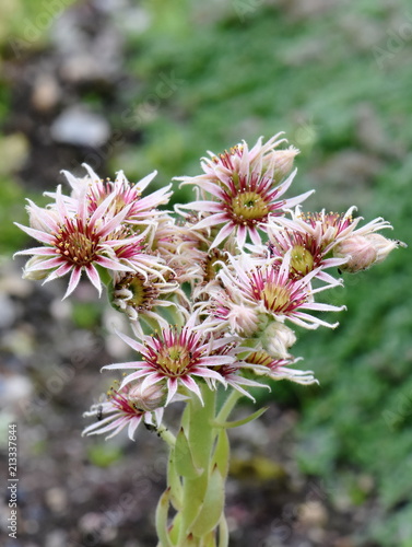 Common house leek Serpervivum tectorum pink flowers