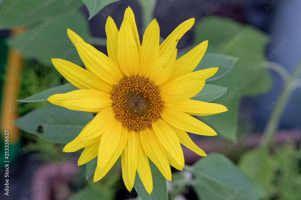 Obraz premium sonnenblume