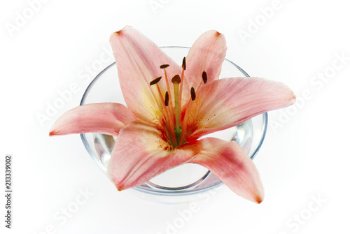 Lily flower on white background