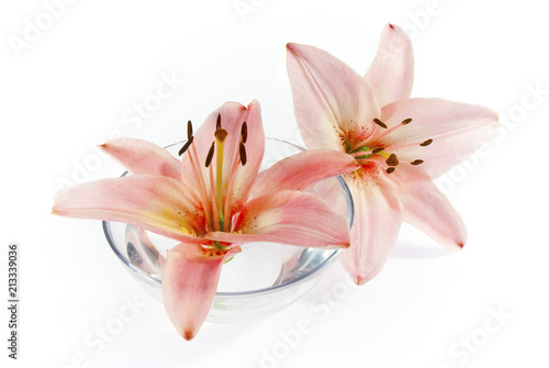 lily flowers on white