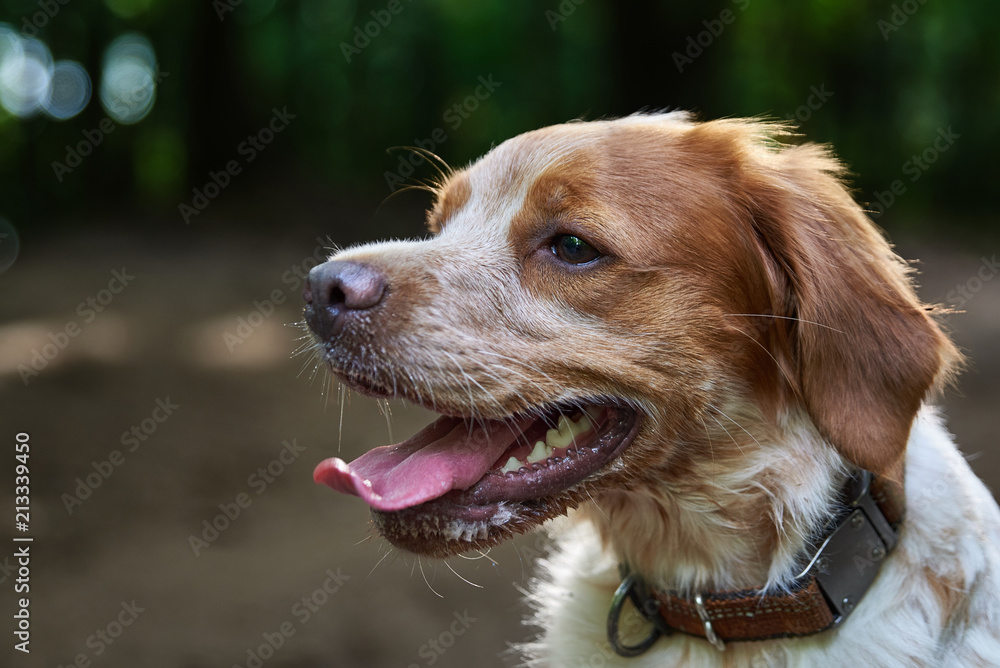 epagneul breton beautiful portrait epagneul breton beautiful portrait