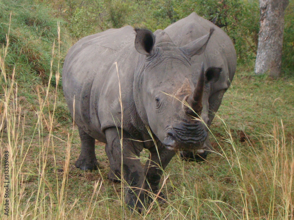 Fototapeta premium rhinocéros
