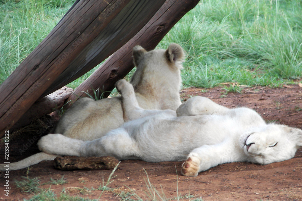 white lion cubs sleeping at a breeding centre in south africa white lion cubs sleeping at a breeding centre in south africa