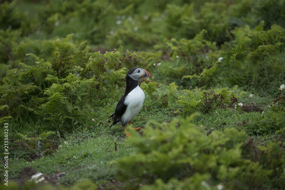 Atlantic puffin skomer island west wales Pembrokeshire Atlantic puffin skomer island west wales Pembrokeshire