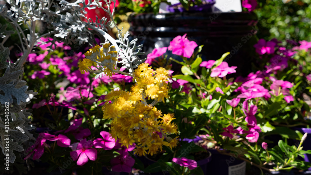 Colorful Spring Flowers