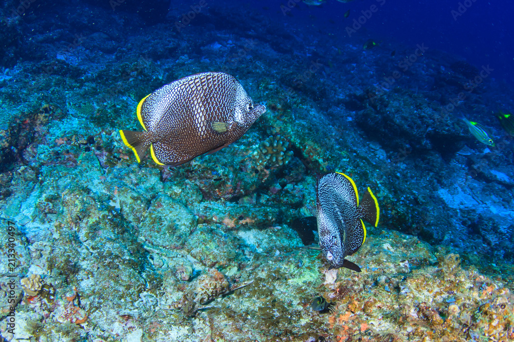 Obraz premium ユウゼン