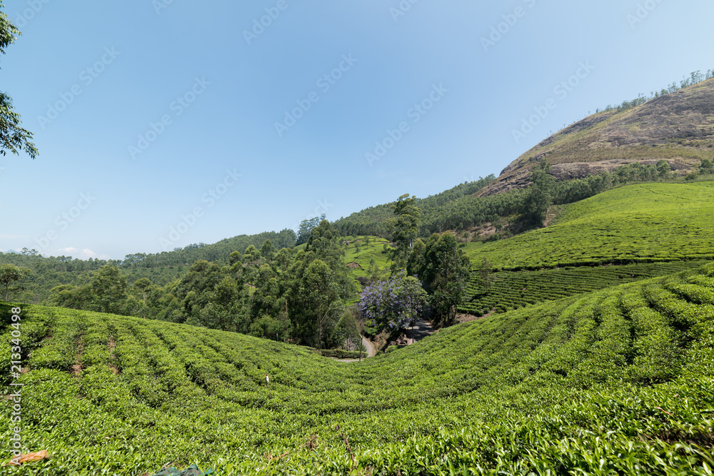 Houses situated on top of green tea plantation Munnar Kerala India