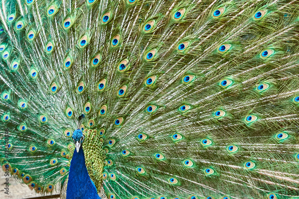 Fototapeta premium Portrait of a peacock.