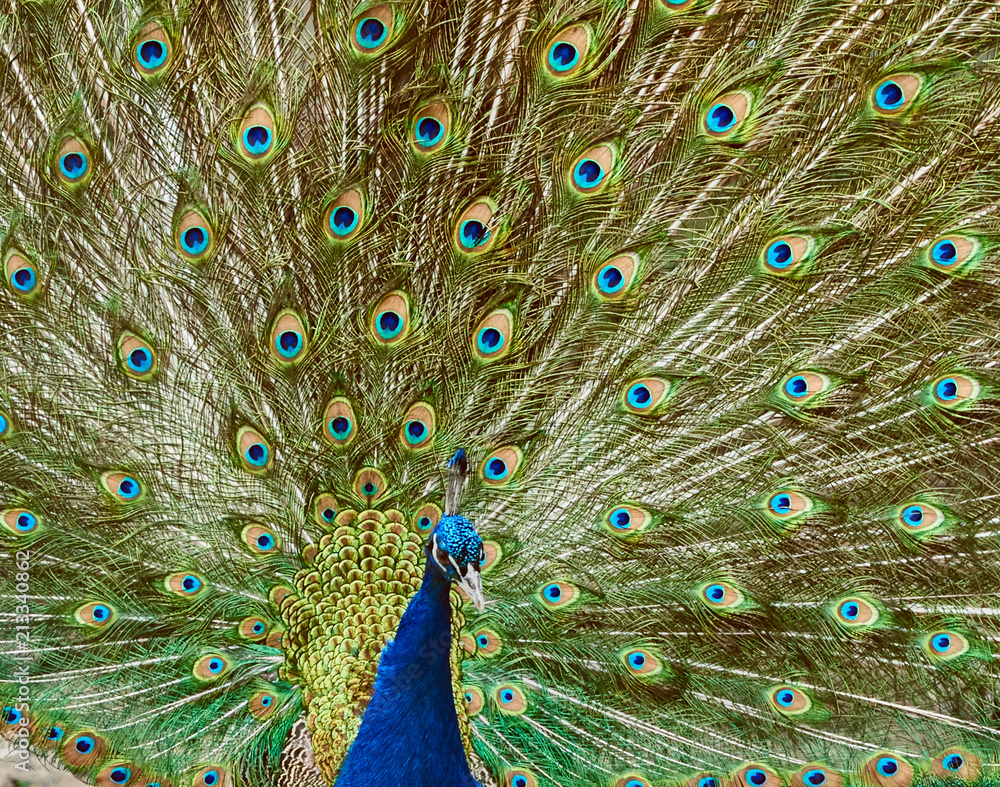 Fototapeta premium Portrait of a peacock.