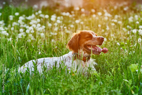 epagneul breton lies among dandelions