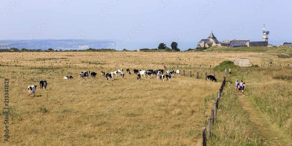 Cows near Fecamp in Normandy France.