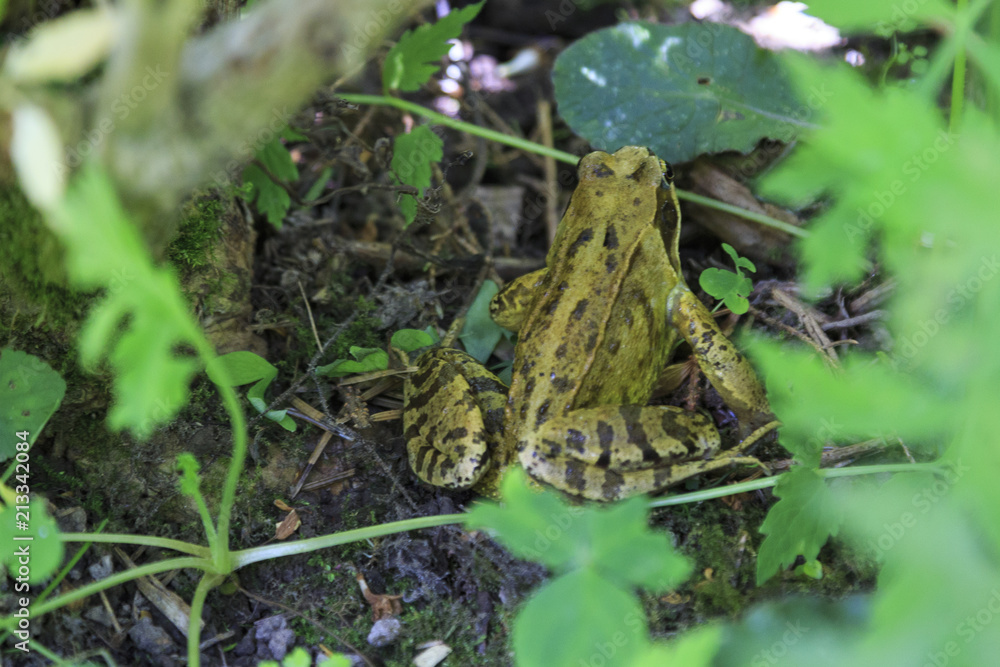 Fototapeta premium Frog in forest