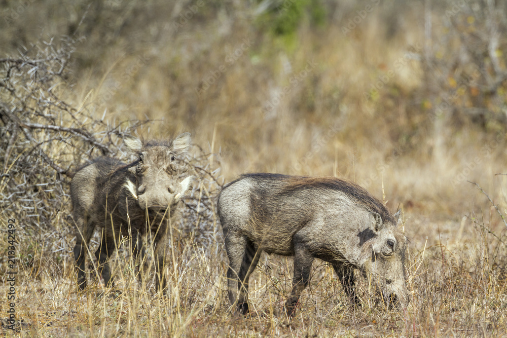 common warthog in Kruger National park, South Africa ; Specie Phacochoerus africanus family of Suidae common warthog in Kruger National park, South Africa ; Specie Phacochoerus africanus family of Suidae