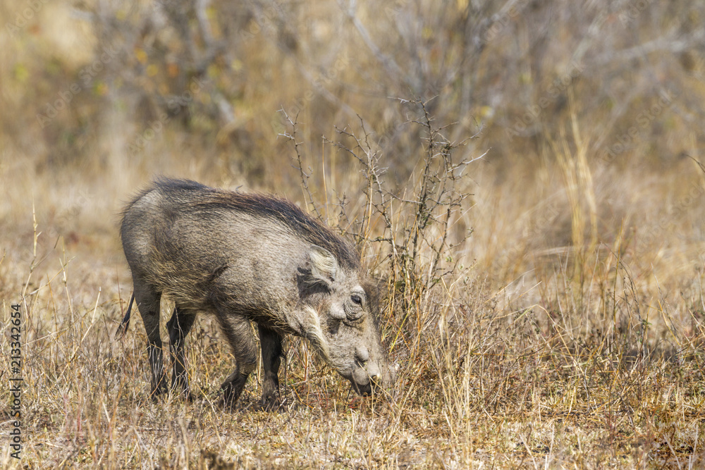 common warthog in Kruger National park, South Africa ; Specie Phacochoerus africanus family of Suidae common warthog in Kruger National park, South Africa ; Specie Phacochoerus africanus family of Suidae