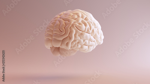 Human brain Anatomical Model 3d illustration 3Q Rear Right 