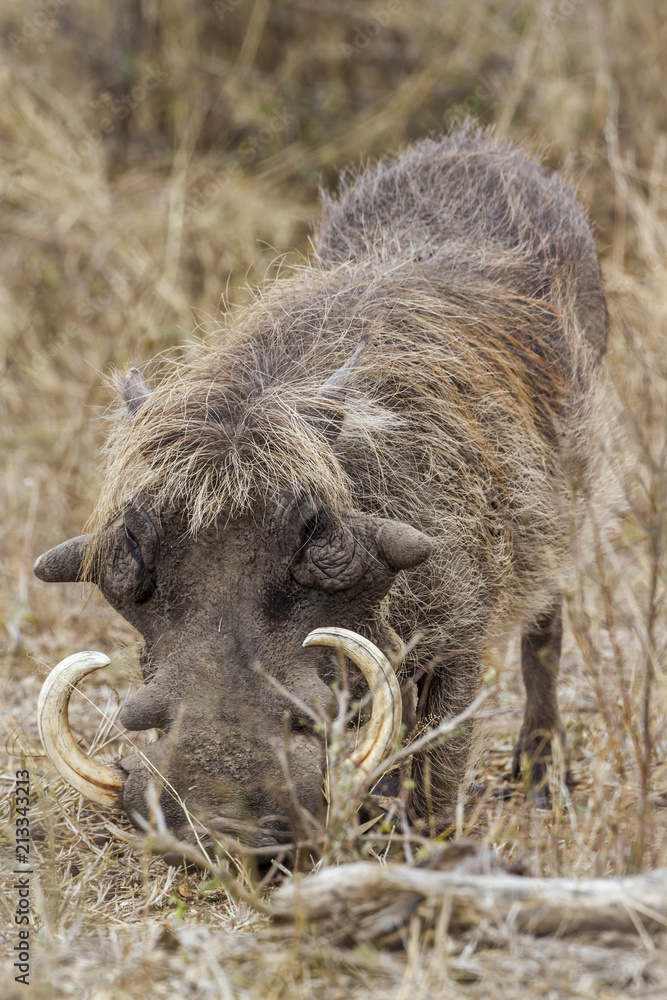 common warthog in Kruger National park, South Africa ; Specie Phacochoerus africanus family of Suidae common warthog in Kruger National park, South Africa ; Specie Phacochoerus africanus family of Suidae