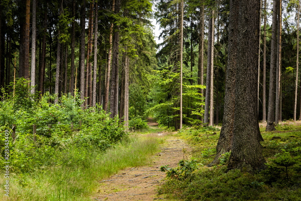 Summer forest in Czech Republic Summer forest in Czech Republic
