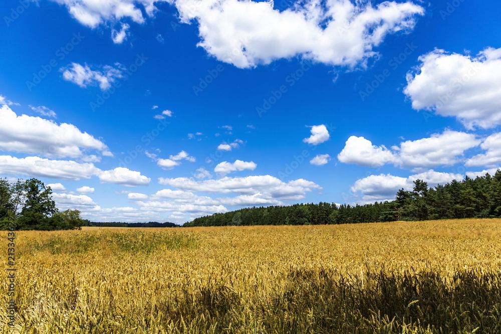 Yellow field and blue sky in czech countryside Yellow field and blue sky in czech countryside