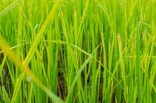 A beautiful green rice field in the backdrop of blurred background.