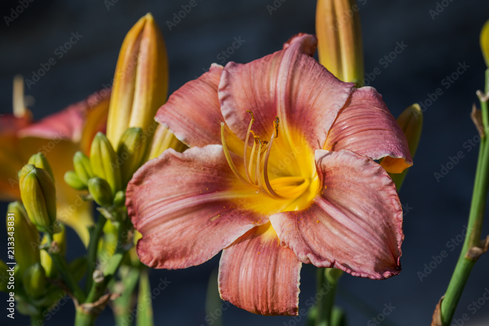 Salmon pink daylily hemerocallis Salmon pink daylily hemerocallis