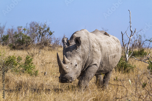 Southern white rhinoceros in Kruger National park  South Africa   Specie Ceratotherium simum simum family of Rhinocerotidae