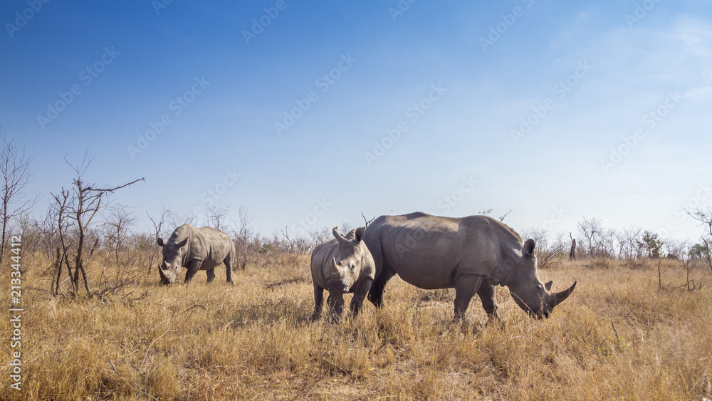 Fototapeta premium Southern white rhinoceros in Kruger National park, South Africa ; Specie Ceratotherium simum simum family of Rhinocerotidae