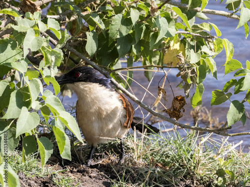 Senegal Coucal, Centropus senegalensis, looking for river food, Chobe National Park, Botswana photo