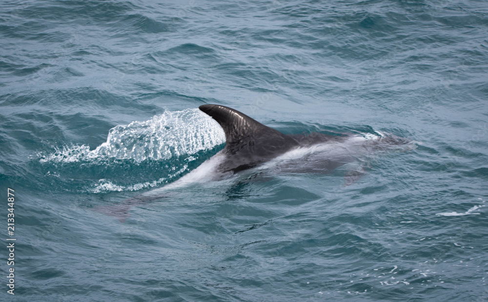 Fototapeta premium Striped Dolphin
