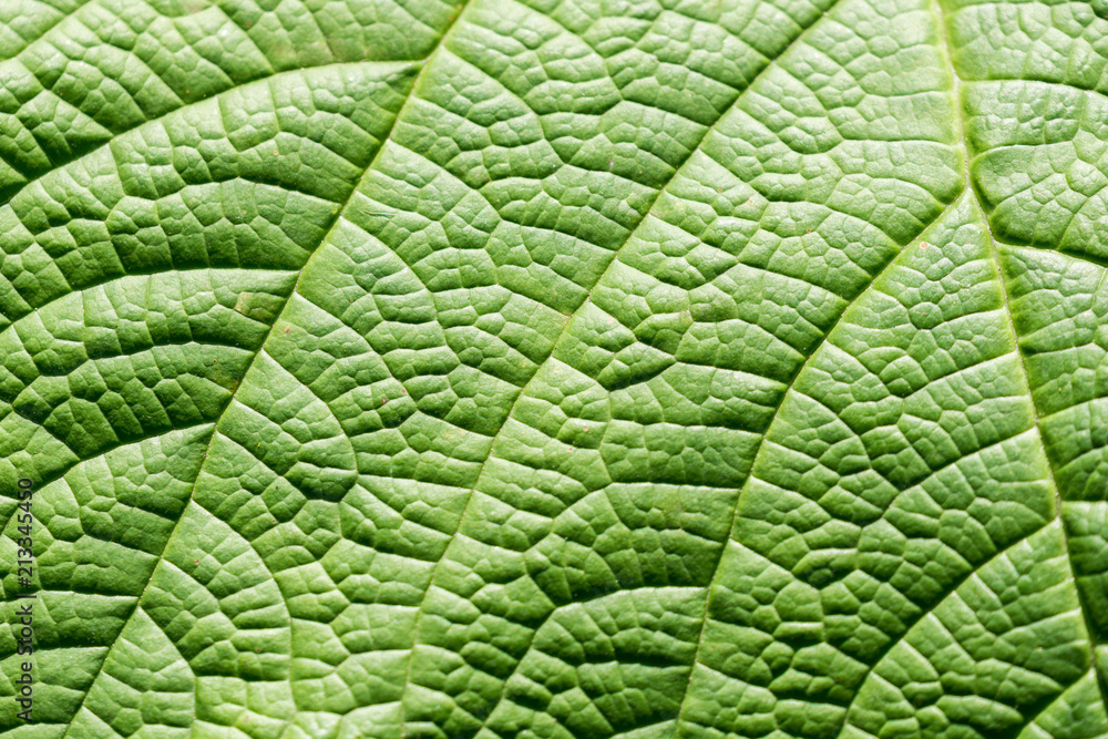Grünes Blatt mit noppiger Oberfläche Grünes Blatt mit noppiger Oberfläche