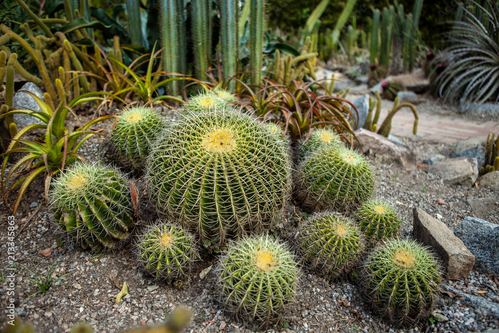 Bunch of round shaped cactuses