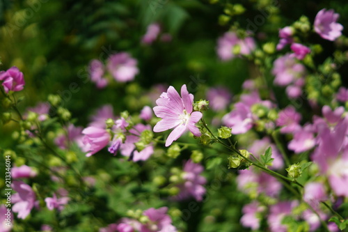 blooming bush with pink beautiful flowers in the garden © IKvyatkovskaya