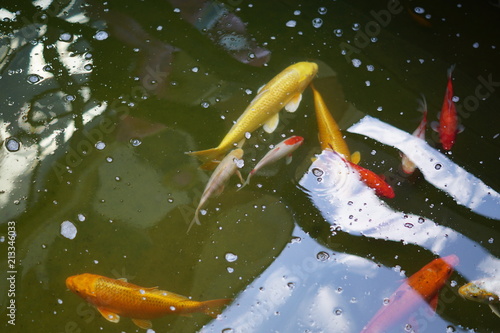 carp koi swimming in the pond. top view