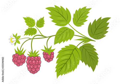 Raspberry branch with berries vector illustration. Ripe raspberries with leaves on the branch, isolated on white.