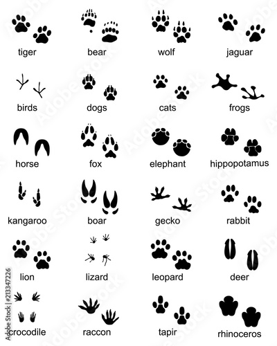 Set of footprints of wild animals, illustration of black silhouette