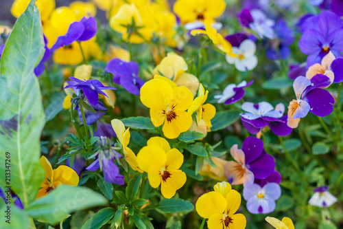 pansies