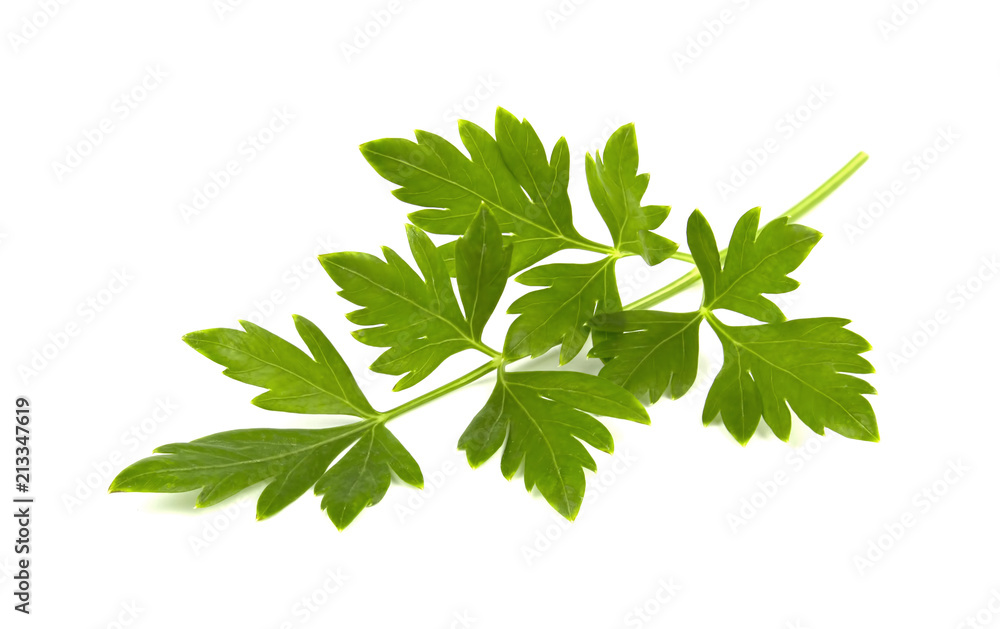 parsley isolated on a white background parsley isolated on a white background