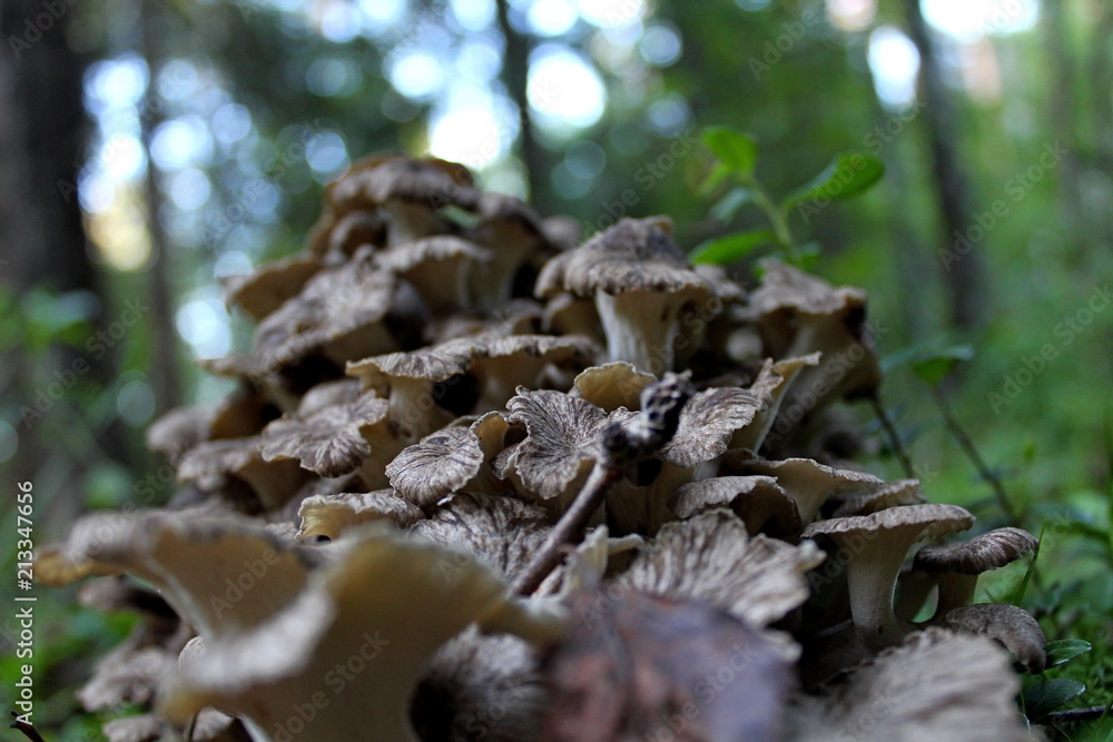 A rare, edible mushroom is a sheep (Grifola of the frono) in the wild, growing in its natural environment. Culinary delicacy. A rare, edible mushroom is a sheep (Grifola of the frono) in the wild, growing in its natural environment. Culinary delicacy.