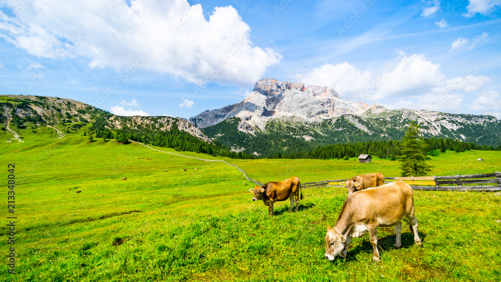 Pragser Dolomiten - Plätzwiese. Wunderschöne Almwiese mit Blick zum hohen Gaisl. Pragser Dolomiten - Plätzwiese. Wunderschöne Almwiese mit Blick zum hohen Gaisl.