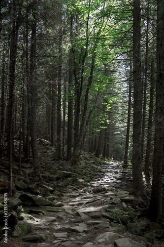 Photo of sunlit path in the mystical forest in the mountains