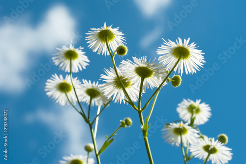 chamomiles and blue sky © tstock