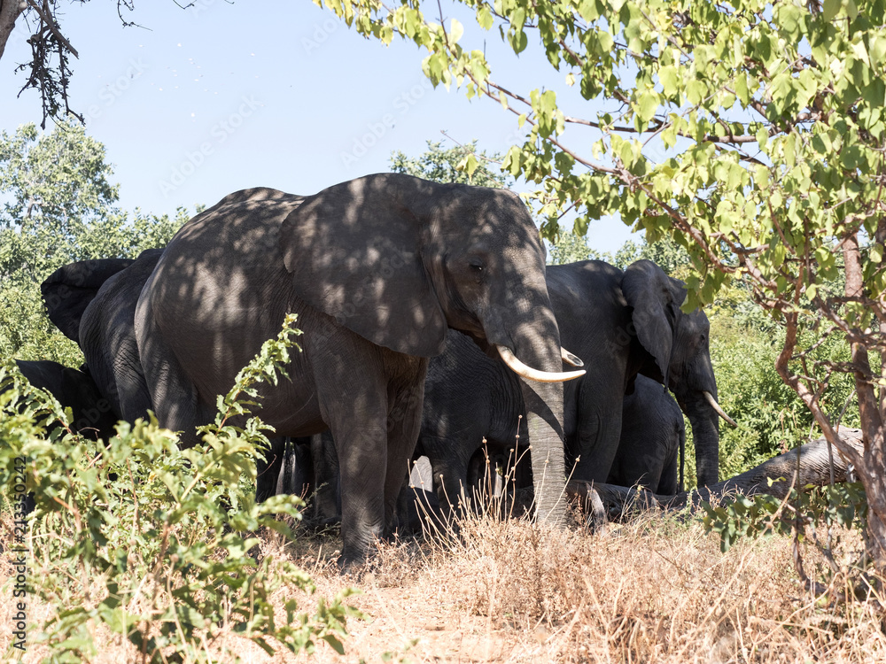 African elephant herd, Loxodonta africana, in bushy bushes, Chobe National Park, Botswana