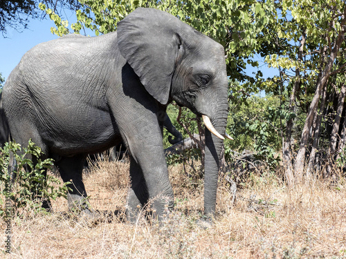 African elephant herd  Loxodonta africana  in bushy bushes  Chobe National Park  Botswana
