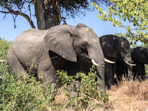 African elephant herd  Loxodonta africana  in bushy bushes  Chobe National Park  Botswana