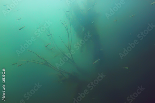 mangrove forest underwater photo / flooded trees, unusual underwater landscape, ecosystem nature underwater