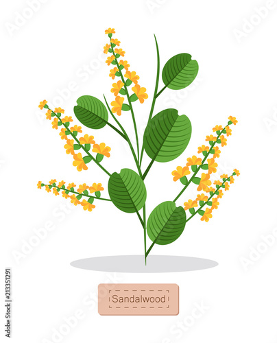 Sandalwood Poster with Herb Vector Illustration