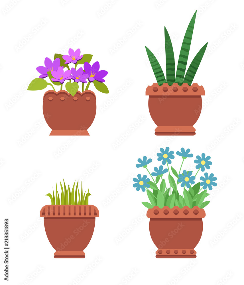 Acattleya and Sansevieria Set Vector Illustration