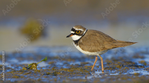 Little ringed plover (Charadrius dubius) © Iliuta