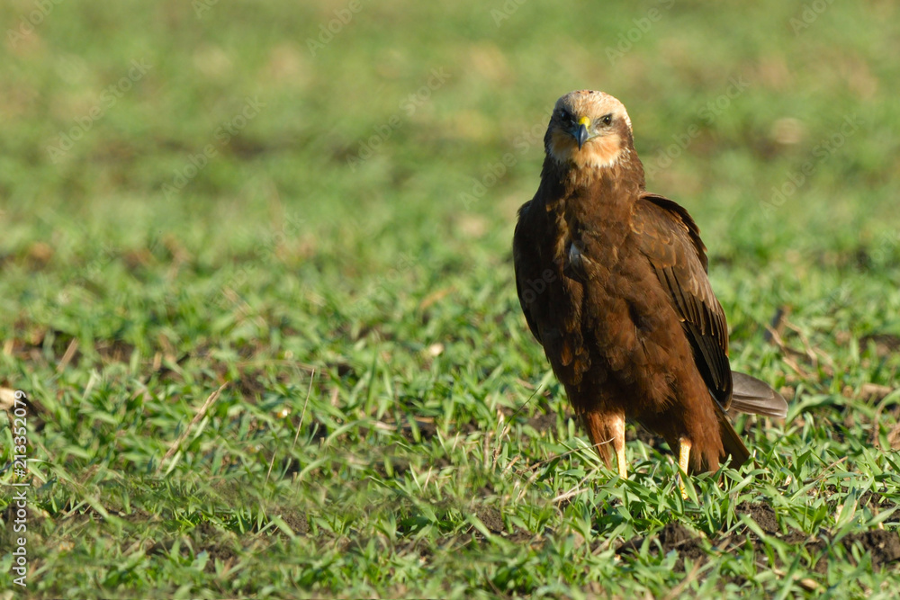 Marsh harrier (Circus aeruginosus) Marsh harrier (Circus aeruginosus)