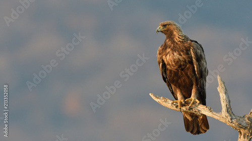Golden Eagle on a Branch photo