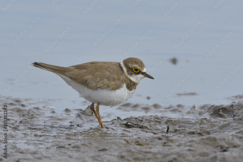 Little ringed plover on water shore Little ringed plover on water shore